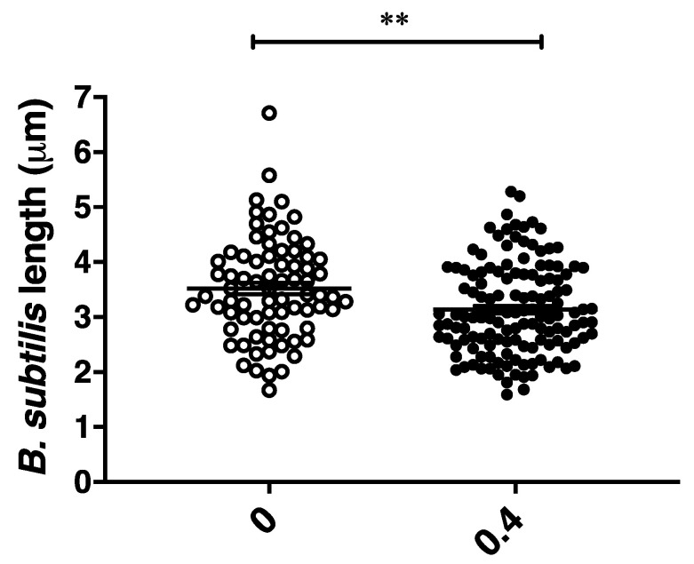 Reduction in B. subtilis length following treatment. B. subtilis cells in exponential phase (OD600 0.1–0.3) were treated with CBCA at 0.4 × MIC. At 30 min, bacterial cell suspensions were deposited on agarose pads for live phase-contrast microscopy with the Zeiss AxioPlan 2 Upright Light Microscope. Image analysis was performed with AxioVisio (Zeiss). Each symbol represents an individual bacterial cell. Statistical significance determined by one-way ANOVA (** p < 0.01).