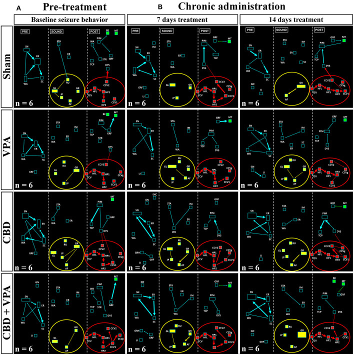 Treatment effects of VPA and CBD on the audiogenic seizure behaviors of the GASH/Sal within 7 and 14 days after chronic administration. (A) Flowcharts show the sequences of behaviors in GASH/Sal animals in baseline conditions before starting the treatment. Notice that all GASH/Sal animals exhibited a complete audiogenic seizure, including the behavioral manifestations of the wild-running phase with turns to the left (GL) and right (GR), running (RU), jumps (JP), and atonic falls (AF) (depicted together with the yellow circle), as well as the behaviors associated with tonic–clonic convulsions (TCV, CCV1, CCV2, and CCVg), followed by a behavioral cluster of generalized clonic seizures with hyperextensions (HP1 and HP2) (depicted together with the red circle) and ended with postictal immobility (PIM) and breathing difficulties [dyspnea (DYS) and tachypnea (TCP)]. (B) Flowchart shows the sequences of behaviors in GASH/Sal animals treated with vehicle (sham), VPA, CBD, and with a combination of CBD and VPA after 7 and 14 days of chronic drug administration. Notice that seizure behaviors in general remained similar to baseline conditions for all experimental groups, showing seizures scores ≥2. Notice slight modifications in the behavioral items associated with the wild-running phase, which can be seen in all experimental groups. Each flowchart showed the compendium of behaviors in all the animals belonging to each experimental group. The seizure behaviors were analyzed in three time windows (presound, during sound, and postsound). See Figure 2 for detailed interpretation of the flowchart.