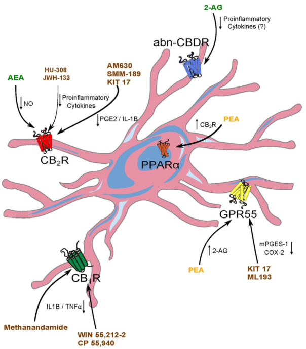 Schematic representation of the interactions of (endo)cannabinoids and synthetic cannabinoid compounds with microglia in the context of epilepsy and neuroinflammation. Endocannabinoids (green) interact with CB2 receptors and other non-classical receptors (GPR55, PPAR and abn-CBDR). Fatty acid amides, such as PEA, interact with non-classical receptors (yellow), while synthetic cannabinoid effects (brown) involve mainly CB1 and CB2 receptors.