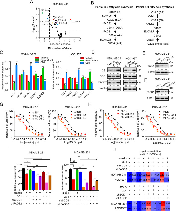CB1 regulated sensitivity of TNBC cells to ferroptosis by regulating SCD1- and FADS2-dependent fatty acid metabolism.A Volcano plot showing fold changes and P-values for fatty acid species in rimonabant treated MDA-MB-231 cells compared with vehicle treatment. B Scheme showing the n-6 fatty acid and n-9 fatty acid partial synthesis pathway. n-6 fatty acid pathway: OA oleic acid, LA linoleic acid, EDA eicosadienoic acid, DGLA dihomo-γ-linolenic acid, AA arachidonic acid, AdA adrenic acid. n-9 FA pathway: SA stearic acid, OA, oleic acid; MA, mead acid. C qPCR analysis of the indicated gene expression associated with fatty acid metabolism in MDA-MB-231 and HCC1937 cells treated with rimonabant or CB1 overexpression. *p < 0.05, **p < 0.01 (t-test). D WB analysis was conducted to detect CB1, SCD1 and FADS2 in MDA-MB-231 and HCC1937 cells that were stably transfected with control vector, shCB1 or CB1. E–H Effect of SCD1 and FADS2 knockdown on MDA-MB-231 cells in response to erastin and RSL3 treatment, respectively, using two distinct target gene shRNA expression vectors. WB analysis was conducted to detect SCD1 (E) and FADS2 (F) in MDA-MB-231 cells that were stably transfected with negative control shRNA (shNC), shSCD1 or shFADS2. Dose-response curves of MDA-MB-231 cell stably transfected with negative control shRNA (shNC), shSCD1 (G) or shFADS2 (H) treated with erastin (left) or RSL3 (right) at the indicated doses. The cell viability was assessed by CCK-8 assay after treatment for 72 h with the indicated doses of the drugs. I The cell viability of MDA-MB-231 cells stably transfected with empty vector, CB1, shFADS2 was treated with erastin (5 μM) or RSL3 (0.5 μM). Cell viability was assessed by CCK-8 assay after treatment for 72 h with the indicated doses of the drugs. ns (no significance), **p < 0.01 (one-way ANOVA). J Effect of CB1 overexpression, SCD1 and FADS2 knockdown on lipid peroxidation response to erastin (up) and RSL3(down) treatment, respectively, in MDA-MB-231 and HCC1937 cells. Data shown are mean ± SD of triplicate measurements that were repeated three times with similar results.