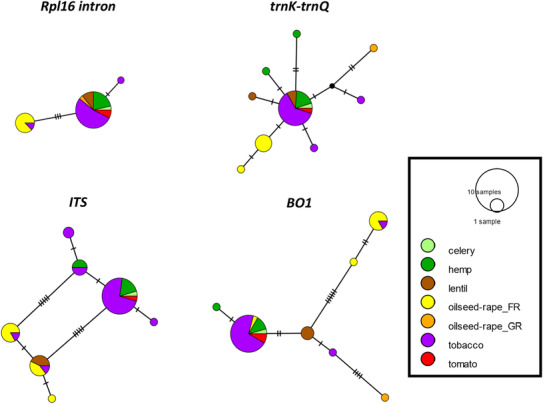 Median‐joining networks inferred from DNA sequences at two chloroplast loci (rpl16 intron and trnK‐trnQ) and two nuclear loci (ITS and BO1). Haplotypes are colored according to the host crop from with the samples were collected.