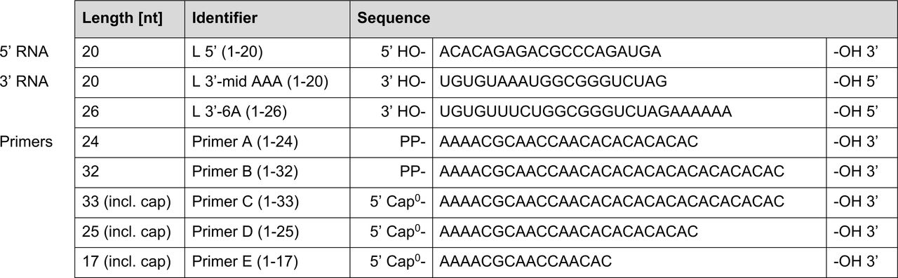 Synthetic RNA oligonucleotides used in different assays.This table lists all the RNA oligonucleotides used in this study. The sequence, length in nucleotides (nt) and the specific identifier used to label the RNA in the experimental descriptions are provided. All RNAs were chemically synthesized by Biomers with the exception of the primer RNA, which was chemically synthesized by ChemGenes and then manually capped using the ScriptCap kit (see Materials and Methods).