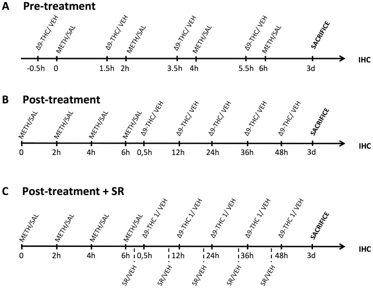 Synopsis of the experimental design, including treatment schedule and IHC assays.A. Pre-treatment: rats received injections of Δ9-THC (1 or 3 mg/kg) or vehicle (VEH) 30 min before each METH or SAL injection, and 3 days (3d) after the last METH or SAL injection were perfused and used for IHC analysis. B. Post-treatment: rats received injections of Δ9-THC (1 or 3 mg/kg) or vehicle (VEH) 0.5, 12, 24, 36 and 48 h after the last METH or SAL administration, and 3 days (3d) after the last METH injection were perfused and used for IHC analysis. C. Post-treatment + SR treatment: rats received injection of SR (1 mg/kg, i.p.) or VEH 15 min prior each Δ9-THC (1 mg/kg) or VEH post-treatment injection, and 3 days (3d) after the last METH or SAL injection were perfused and used for IHC analysis. 0, 2 h, 4 h, 6 h: 1st, 2nd, 3rd and 4th injection of METH (10 mg/kg, s.c.) or SAL; IHC: immunohistochemistry; SR: SR141716A; VEH: vehicle.
