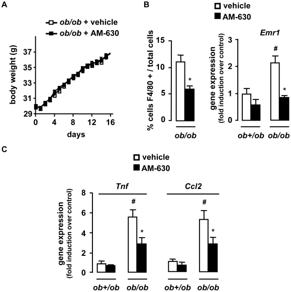 Pharmacological inactivation of CB2 receptors reduces the inflammatory response in the adipose tissue. ob/ob and ob+/ob mice were daily treated for 15 days with an intraperitoneal injection of AM-630 (1 mg/kg) or vehicle. A, Body weight progression of AM-630 and vehicle-treated ob/ob mice over time. B, C AM-630 reduces adipose tissue inflammation, as assessed by quantification of fat F4/80 stained cells/total cells and fold induction of fat Emr1, Tnf and Ccl2 expression over control conditions (ob+/ob mice injected with vehicle). *p<0.05 for AM-630 vs vehicle. #p<0.05 for ob/ob vs ob+/ob mice.