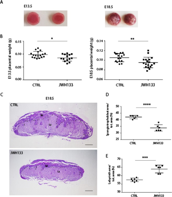 Placental abnormalities in pregnancies sired by a JWH-133 treated father. (A) Representative images of E13.5 and E18.5 placentas from JWH-133 exposed and control (CTRL) fathers. (B) Scatter plots of placental weight at E13.5 and E18.5 from JWH-133 exposed and control (CTRL) fathers showing a significant reduction in those from treated males (E13.5: 85.71 ± 13.20 mg in JWH-133 vs 97.82 ± 12.22 mg in CTRL; E18.5: 95.22 ± 10.87 mg in JWH-133 vs 105.3 ± 8.48 mg in CTRL). Scatter plots show the results of n = 15–18 placentas randomly selected from n = 3 females from each group. *P < 0.05; **P < 0.01. (C) Histology of E18.5 placenta cross-sections from fetus sired by CTRL or by JWH-133 father stained with PAS. The spongiotrophoblast (Sp) and the labyrinth (La) are outlined manually showing a thinner Sp layer in the placenta from JWH-133 treated male. (D) Scatter plot of the ratio of Sp/total area in placentas from CTRL and JWH-133 male (33.83% ± 2.401 in JWH-133 vs 42.00% ± 1.265 in CTRL) (E) Scatter plot of the ratio of La/total area in placenta from CTRL and JWH-133 male (64.00% ± 2.366 in JWH-133 vs 57.50% ± 1.049 in CTRL). The areas were measured by using five sections for each placenta. Scatter plots show the results of n = 6 placentas randomly selected from each group. ***P < 0.001; ****P < 0.0001. Scale bar: 1 mm in C.