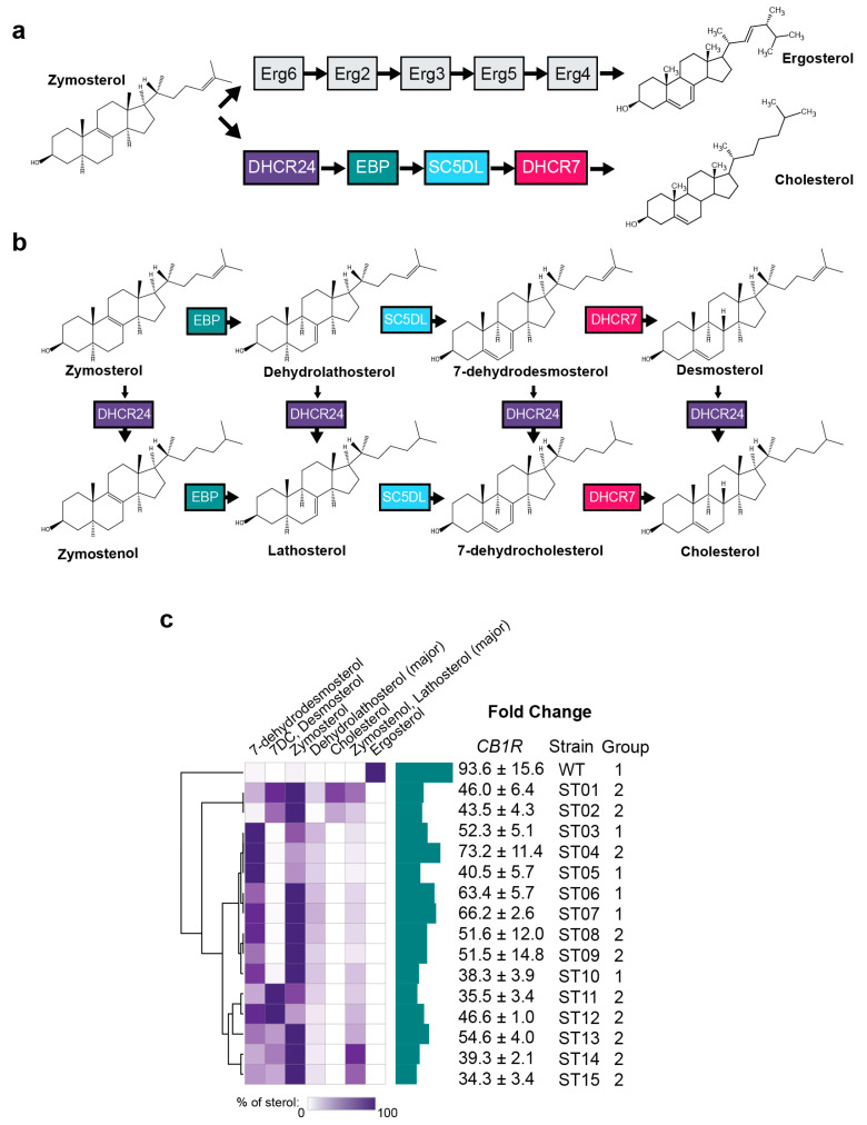 Optimization of sterol environments for CB1R. (a) Comparison of ergosterol and cholesterol production pathways in yeast and humans, respectively, after the common intermediate zymosterol. (b) Cholesterol biosynthetic intermediates and the enzymes that act on them after zymosterol. (c) Fold change in signaling results for CB1R in sterol-modified strains. Strains were engineered to produce cholesterol and\or cholesterol biosynthetic intermediates, and the sterol content was measured using GC-MS in a previously published work reproduced here with permission. Dose responses were performed for both receptors in each strain, and fold changes of the maximum signal-over-signal with 0 µM agonists were calculated. The agonist ACEA was used for CB1R. For all experiments, n = 3. Nonlinear regression was fit as a four-parameter logistic equation.