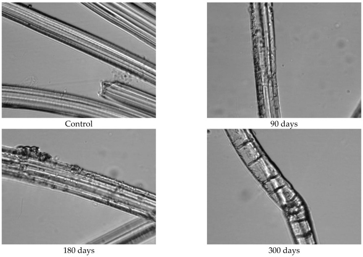 Images of viscose fibres taken from 200 g/m2 unexposed nonwoven mulches and those exposed for 90, 180, and 300 days (×1600 magnification).