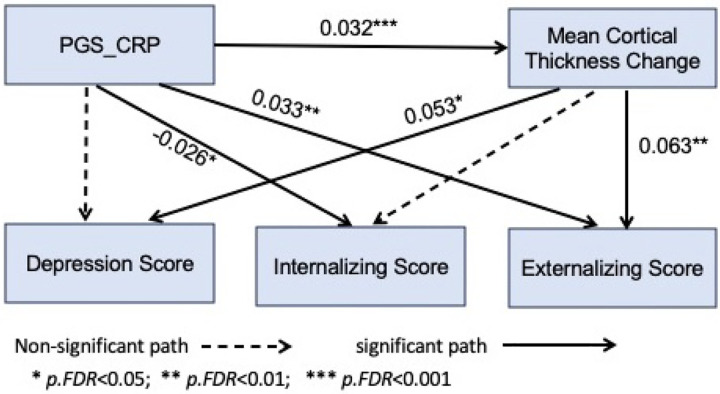 Path diagram illustrates the association between PGS_CRP and externalizing psychopathology, which was partially mediated by mean cortical thickness change. The pathway demonstrates that individuals with a higher polygenic score for CRP tend to experience accelerated cortical thinning, which is associated with increased externalizing psychopathology. However, the mediation is partial (4% of total effect), as PRS_CRP also has a direct effect on externalizing psychopathology, indicating that the behavioral outcomes are not solely explained by cortical thinning.