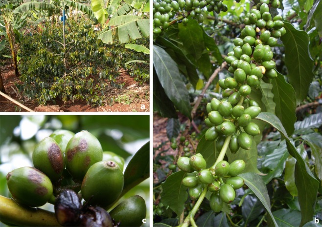 Coffee trees and coffee berry disease characteristics. (a) A coffee tree showing an intermediate pyramidal architecture (where branches and stories are well differentiated from the top of a tree to its base), with an umbrella architecture (where branches are almost in the same stories in a tree). (b) Berry clusters distributed along a branch. (c) Symptoms of coffee berry disease caused by Colletotrichum kahawae. All photographs were taken by the author Natacha Motisi.