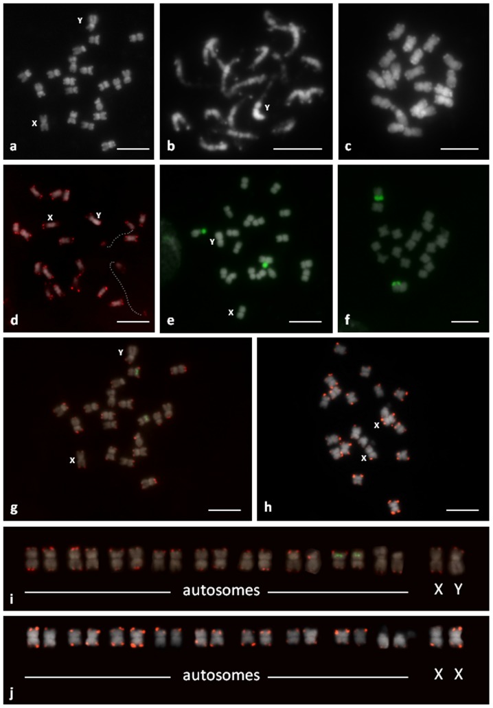 Chromosomes of C. sativa: C-banding/DAPI, male metaphase (a), male prometaphase (b) and female metaphase (c).Distribution of Arabidopsis-type (5′-CCCTAAA-3′) telomeric sequences (small red dots located at the end of the chromosomes) (d). FISH with 45S rDNA (green signals) on male (e) and female (f) metaphase chromosomes. Bicolor FISH to male metaphase (g) with CS-1 subtelomeric repeat (red) and 5S rDNA probe (green). FISH to female metaphase (h) with CS-1 subtelomeric repeat (red). The karyotypes of male (i) and female (j) plants. Bar = 5 µm.