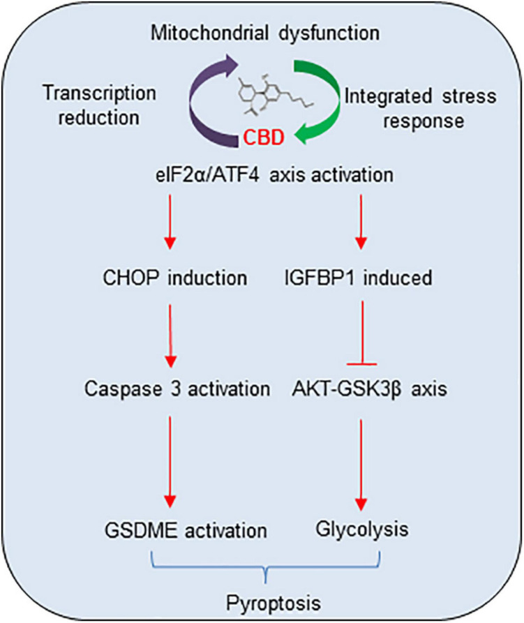 The proposal mechanistic model of CBD depresses HCC through modulating ISR-dependent pyroptosis and IGFBP1/AKT axis mediated glycolysis inhibition. CBD triggers accumulation of integrative stress response and mitochondrial stress, which subsequently induces ATF4 and its target genes CHOP and IGFBP1 activation. Then, increased CHOP promotes pro-apoptosis factor of BCL-2 family to trigger caspase-3/GSDME dependent pyroptosis and activates IGFBP1 to depress glycolysis by restraining the AKT/GSK3β axis.