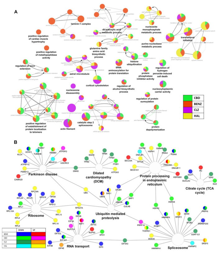 (A) The network of gene ontology terms, affected by cannabidiol, benztropine, clozapine, and haloperidol co-treatments compared to cuprizone, according to proteomic analysis, showing the percentage of visible genes of a term or pathway. (B) Network of pathways affected by cannabidiol, benztropine, clozapine, and haloperidol co-treatments, according to proteomic analysis, showing the hub genes shared between the enriched KEGG pathways. The gene ontology interaction network was obtained by functional enrichment analysis using the ClueGO plug-in in Cytoscape. All terms were selected by significance (p < 0.05) following a Benjamini–Hochberg correction.