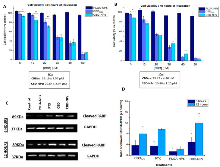 Antiproliferative activity of CBD in solution (CBDsol), PLGA-NPs and CBD-NPs in SKOV-3 cells after 24 (A) and 48 (B) hours of incubation. Western blot analysis of SKOV-3 cells after 6 and 12 (C) hours of incubation with CBDsol and CBD-NPs at a CBD concentration of 40 µM, PLGA-NPs and PTX 100 nM. Cells treated with cell culture medium served as control. Ratio of cleaved PARP/GAPDH (D). * (p-value < 0.05) and ** (p-value < 0.01) mean statistically significant differences between PLGA-NPs and CBD-NPs. Antiproliferative studies were performed in quadruplicate (n = 4) and Western blot analysis in triplicate (n = 3).