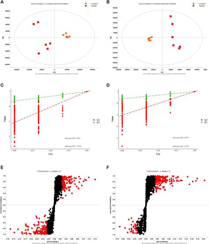 PLS-DA score diagram (A, B), corresponding model verification diagram (C, D), and S-plot score chart (E, F) of the control group and model group in positive and negative ion mode.