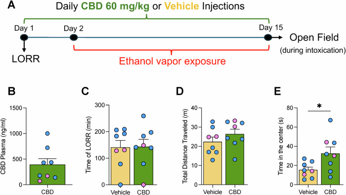 CBD blood levels and effects on alcohol-induced sedation and locomotor activity.A Experimental timeline for control studies assessing sedation and locomotor activity. B Plasma CBD concentrations (~400 ng/mL) 30 minutes after subcutaneous injection (60 mg/kg) in Wistar rats (n = 8). C Loss of righting reflex (LORR) duration following ethanol bolus (2.5 g/kg, i.p.) in CBD (green) and vehicle (yellow) groups; unpaired t-test: t = 1.140, df=7, p = 0.86. D Total distance traveled in the open field during alcohol intoxication (blood alcohol levels ~200 mg/dL) after 2 weeks of CIE exposure; unpaired t-test: t = 1.015, df=7, p = 0.98. E Time spent in the center of the open field, reflecting anxiety-like behavior; unpaired t-test: t = 5.639, df=7, p = 0.03. Individual data points for male (blue circles) and female (pink circles) rats are shown. Data as mean ± SEM. *p < 0.05.