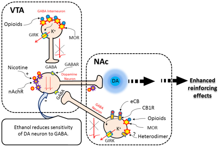 A model depicting how common drugs-of-abuse (nicotine, cannabinoids, opioids and alcohol) can alter dopamine release within the brain reward circuit. VTA: ventral tegmental area, NAc: nucleus accumbens, GIRK: G protein-coupled inwardly-rectifying potassium channel, MOR: Mu-opioid receptor, DA: Dopamine, GABA: gamma-Aminobutyric acid, GABAR: GABA receptor, CB1R: Cannabinoid type 1 receptor, eCB: exogenous cannabinoid. (A higher resolution / colour version of this figure is available in the electronic copy of the article).