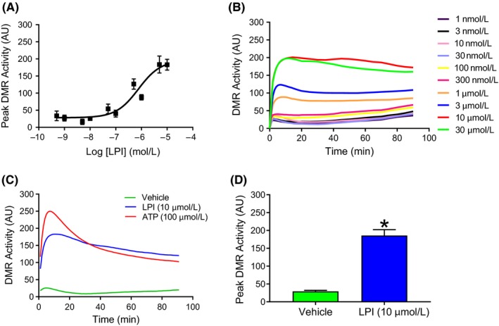 LPI induces a rapid, concentration‐dependent increase in dynamic redistribution (DMR) in murine iPSC cardiomyocytes. LPI (1 nmol L−1‐30 μmol L−1) induced a concentration‐dependent increase in peak DMR activity (Panel A) that reached a peak within 10 minutes and was sustained for the 90‐minute measurement period (Panel B). ATP (100 μmol L−1) was employed as a positive control in all experiments (Panel C). The maximum response seen with 10 μmol L−1 LPI was significantly greater than the response to the vehicle (0.1% DMSO; Panel C; *P < 0.05 vs vehicle). Values are shown as mean ± SEM (Panels A & D) or as averaged values (Panels B & C); n = 3 experiments performed using different cell preparations. AU = Arbitrary Units