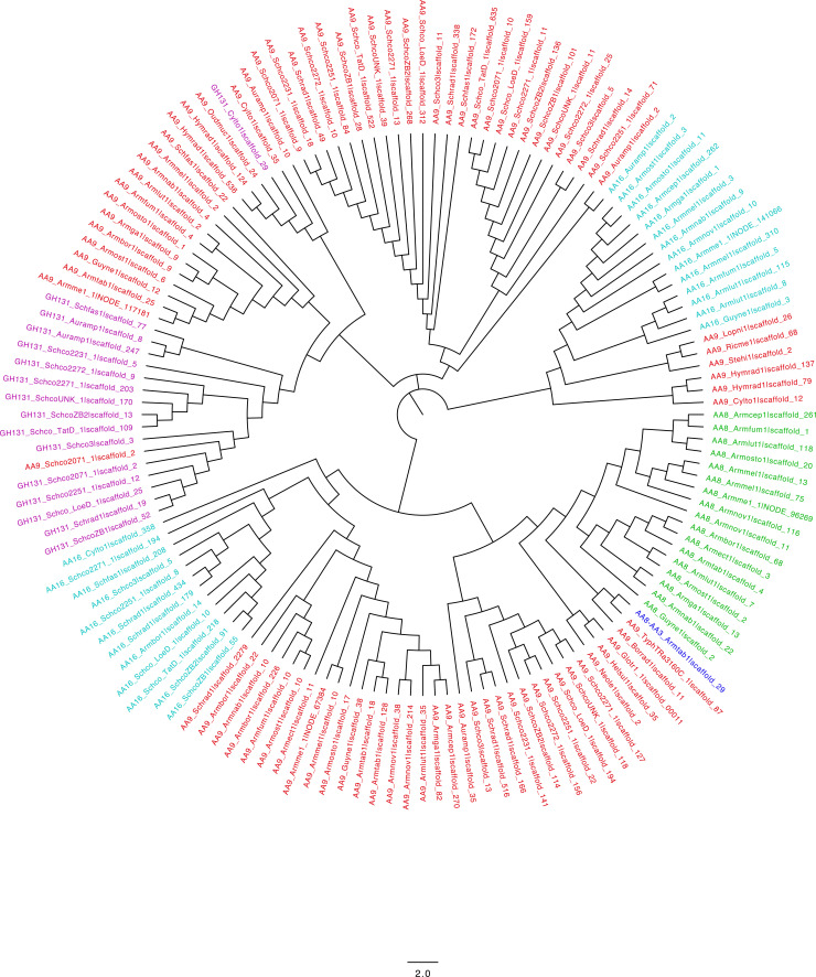 Unrooted topology tree based on the GtAA9-CBM104 homologous sequences. The unrooted topology tree was constructed by neighbor-joining method the sequences of 144 CBM104s after excluding their linker and attached domain sequences. The sequence names are displayed as “domain type appended to CBM104_JGI abbreviation of the organism|scaffold number where the CBM104 sequence was identified.” The names are color-coded according to the type of attached domain: AA8 is indicated in light green, AA8-AA3 in blue, AA9 in red, AA16 in light blue, and GH131 in magenta.