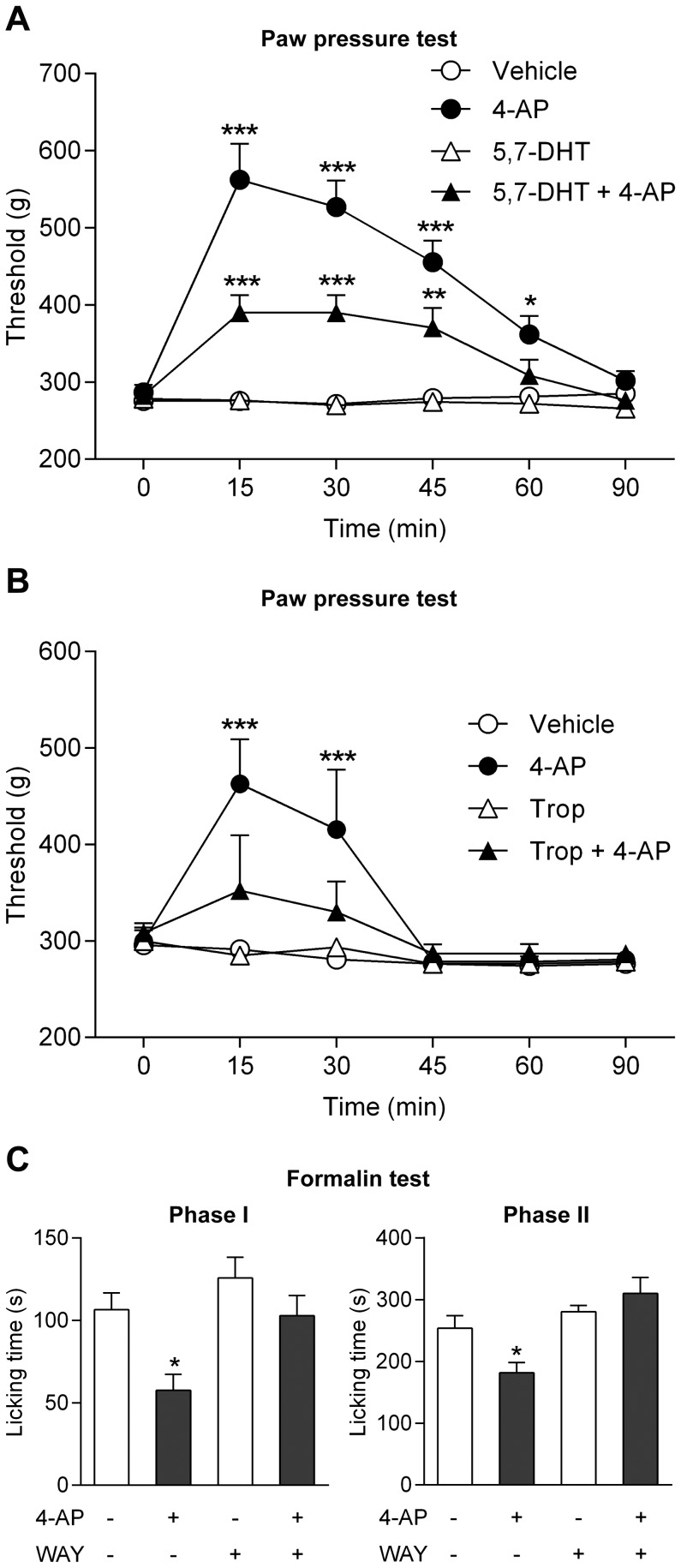 The antinociceptive effect of 4-aminophenol is dependent on spinal serotonergic mechanisms.Pre-treatment of rats with the neurotoxin 5,7-dihydroxytryptamine (5,7-DHT) reduced the 4-aminophenol-induced increase of the withdrawal threshold in the paw pressure test (A; n = 7–8). The serotonin receptor antagonists tropisetron (B; n = 7–8) and WAY-100635 (C; n = 6–9) prevented the antinociceptive effect of 4-aminophenol in the rat paw pressure and formalin tests, respectively. 5,7-DHT (100 µg) was administered intrathecally 7 days before the paw pressure test. 4-Aminophenol (100 mg/kg) was injected by the intraperitoneal route 10 min before the behavioural tests. Tropisetron (Trop; 500 ng) and WAY-100635 (WAY; 40 µg) were injected intrathecally 5 min before administration of 4-aminophenol. *p<0.05, **p<0.01 and ***p<0.001 when compared to vehicle injection, using repeated measures two-way ANOVA followed by Sidak’s multiple comparisons test (A and B) or Mann-Whitney U test (C).