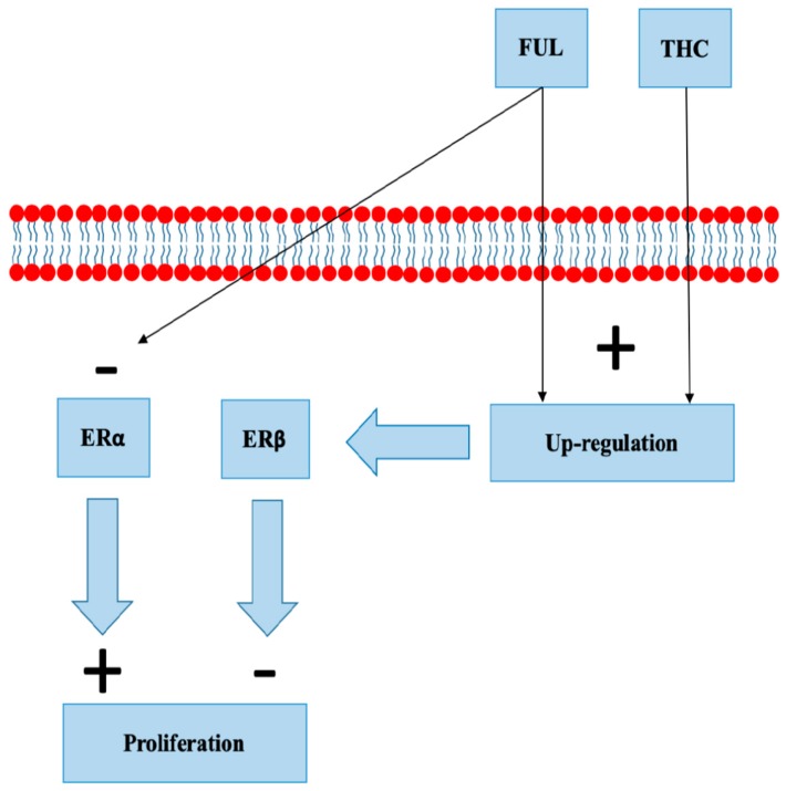 Fulvestrant (FUL) and tetrahydrocannabinol (THC) both up-regulate estrogen receptor beta (ERβ). FUL increases degradation of estrogen receptor alpha (ERα).