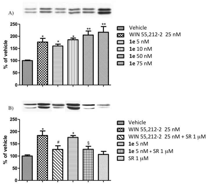 (A) Dose response study of P-ERK 1/2 expression in N1E-115 cells following a 10 min period of exposure to reference cannabinoid agonist WIN 55,212-2 (25 nM) and different concentrations of 1e. (B) Competition study of P-ERK 1/2 expression in N1E-115 cells mediated by a 5 min period of pre-treatment with the CB1R antagonist rimonabant (1 μM; SR), followed by a 10 min period of exposure to reference cannabinoid agonist WIN 55,212-2 (25 nM) or 1e (5nM). The results are compared to those reported in (a) for WIN 55,212-2 (25 nM), SR (1 μM), and 1e (5 nM). As for WIN 55,212-2, the results suggest CB1 agonist activity of 1e. Data are expressed as a mean percentage of vehicle ± SEM. * p < 0.05 versus vehicle; ** p < 0.01 versus vehicle; # p < 0.05 versus WIN55,212-2; § p < 0.05 versus 1e. Representative western blots of P-ERK expression are shown on the top of the histograms.