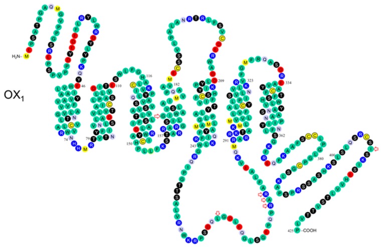 Schematic of the OX1 receptor in the plasma membrane. Modified from Kukkonen et al. [23]; based on findings of Peyron et al. [10] and Olafsdottir et al. [9]. The variants marked with red arrows are: OX1167 Gly/Ser, OX1265 Leu/Met, OX1279 Arg/Glu, OX1280 Ala/Gly, OX1281 Arg/His, OX1408 Ile/Val [2].