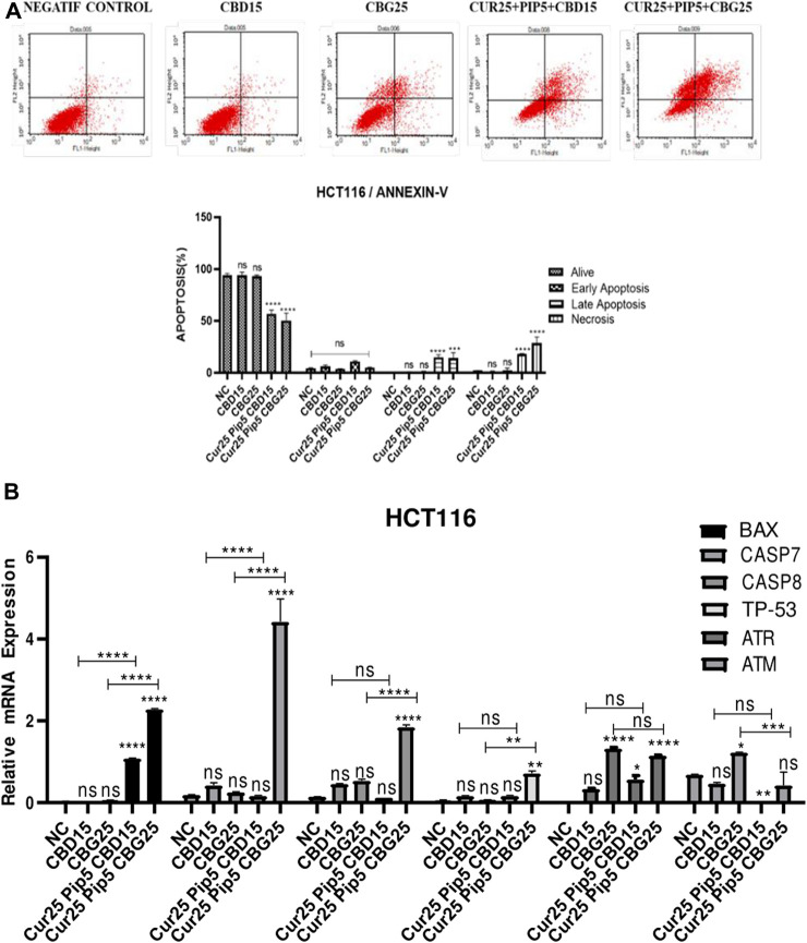 (A) Representative Annexin V-FITC/PI staining results for HCT116 cancer cells at 72 h quantitative analysis and their values are mean ± SD of three independent experiments (B) Representative graph apoptotic genes expression profiles of HCT116 cells after 72 h. (ns: non-significant, *: p < 0.05, **: p < 0.01, ***: p < 0.001, ****: p < 0.0001).