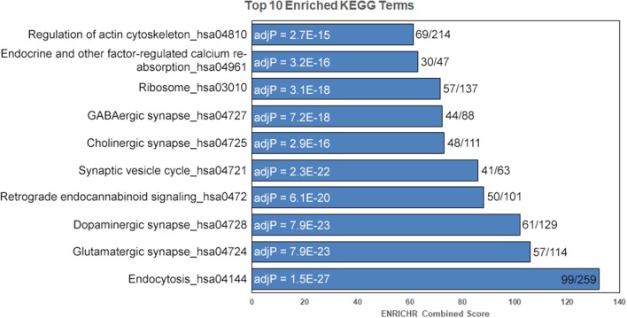 Enrichment for key striatal signaling pathways. Following removal of mitochondrial proteins, enrichment analysis was performed on detected proteins using the ENRICHR web service. Enriched KEGG pathway terms are shown to the left and adjusted P-values (adjP) following correction for multiple testing are shown in the bars. The ratio of terms in our data set compared to the total number of KEGG terms is shown to the left of the bars. Terms sorted by ENRICHR Combined Score.