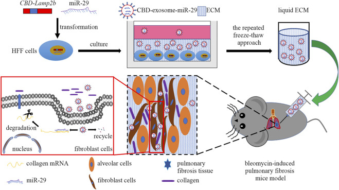 The scheme of this study includes four main steps: 1) construction of HFF cell lines that stably expressing CBD-Lamp2b and miR-29; 2) enrichment of CBD-exosomes in ECM; 3) production of liquid ECM; 4) treatment of pulmonary fibrosis mice with mi29-Exo-ECM biomaterial.