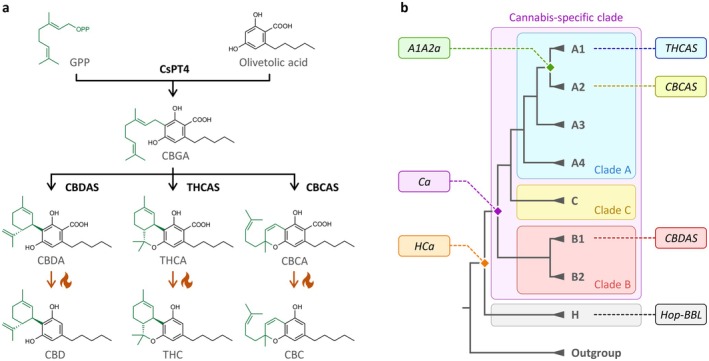 Cannabinoid biosynthesis in Cannabis sativa . (a) Cannabinoid biosynthesis pathway. Enzymatic reactions are symbolised with black arrows, nonenzymatic decarboxylations with orange arrows and delta symbols. (b) Simplified phylogeny of Berberine Bridge‐Like (BBL) enzymes. Clades A (blue), B (red) and C (yellow) form the Cannabis‐specific clade (purple), as defined previously (van Velzen and Schranz 2021). Clade H (grey) comprises uncharacterised C. sativa sequences as well as the Humulus lupulus sequence referred to as Hop‐BBL. Extant THCAS, CBCAS, CBDAS and Hop‐BBL genes are detailed on the right; internal nodes corresponding to ancestral A1A2a, Ca and HCa are on the left. Abbreviated molecules: CBC, cannabichromene; CBCA, cannabichromenic acid; CBD, cannabidiol; CBDA, cannabidiolic acid; CBGA, cannabigerolic acid; FAD, flavin adenine dinucleotide; GPP, geranyl pyrophosphate; THC, (−)‐trans‐Δ9‐tetrahydrocannabinol; THCA, (−)‐trans‐Δ9‐tetrahydrocannabinolic acid. Abbreviated enzymes: CBCAS, CBCA synthase; CBDAS, CBDA synthase; CsPT4, C. sativa prenyltransferase 4; THCAS, THCA synthase.