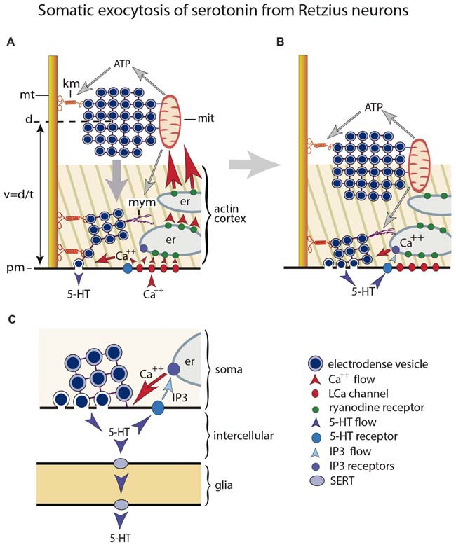 Mechanism for somatic exocytosis of serotonin in leech Retzius neuron. (A) Vesicles forming clusters rest at different distances from the plasma membrane. Clusters are attached to microtubules via kinesin motors. At rest the actin cortex restricts vesicle mobilization. Clusters already inside the cortex spontaneously send vesicles to the plasma membrane where they release serotonin. Trains of electrical impulses promote calcium entry through L channels. Calcium induces calcium release from endoplasmic reticulum via ryanodine receptor activation. The amplified calcium wave arrives at the mitochondria, which responds producing ATP. The kinesin myosin motors become activated by ATP, thus transporting the vesicle clusters towards the plasma membrane. Electrical activity and calcium change the configuration of the actin cortex, which now becomes permeable for vesicle transport, with incorporation of myosin motors. The vesicle clusters are propelled towards the plasma. (B) Arrival of vesicle clusters at the plasma membrane occurs seconds after electrical activity and the intracellular calcium wave ended. The large-scale exocytosis is produced by a positive feedback loop established by serotonin released by the individual vesicles. The serotonin that has been released activates autoreceptors and phospholipase C. IP3 activates calcium release from the external layer of endoplasmic reticulum. This calcium maintains exocytosis until the last vesicles in the cluster fuse. (C) Amplified scheme of the positive feedback system, introducing the glia as serotonin transporter. Hypothetically this transport occurs via SER transporters that introduce serotonin when the internal concentration is low and release it at distal sites when the internal concentration is high.