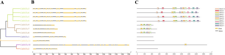 Phylogenetic relationships, gene structure, and conserved domains of histone acetyltransferase gene (HATs) in hemp. A Phylogenetic tree was constructed based on the sequences of CsHAT proteins using MEGA 7 software. The details of the clusters are shown in different colours. B Exon–intron structure of CsHATs. Yellow boxes indicate exons and black lines indicate introns. C Conserved domains of the HAT proteins in Cannabis sativa. Motifs numbered 1–10 are displayed in different coloured boxes