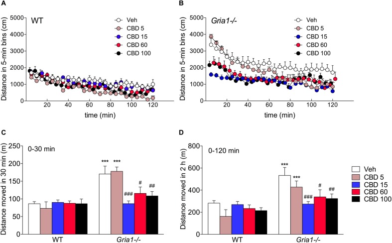 Dose–response analysis of cannabidiol on novelty-induced hyperlocomotion of Gria1-/- mice. (A,B) Distance traveled in a novel environment in 5-min periods after treatment with vehicle and doses of cannabidiol (mg/kg, i.p.). (C) Distance traveled from the beginning of the trial until 30 min. (D) Total distance traveled during the whole 2 h test trial. Means ± SEMs are shown for 5–6 mice per group. ∗∗∗P < 0.001 for the significances of the differences between WT and Gria1-/- mice after vehicle treatment; #P < 0.05, ##P < 0.01, and ###P < 0.001 between vehicle and CBD within the same genotype (Bonferroni post-test). Veh, vehicle; CBD, cannabidiol.