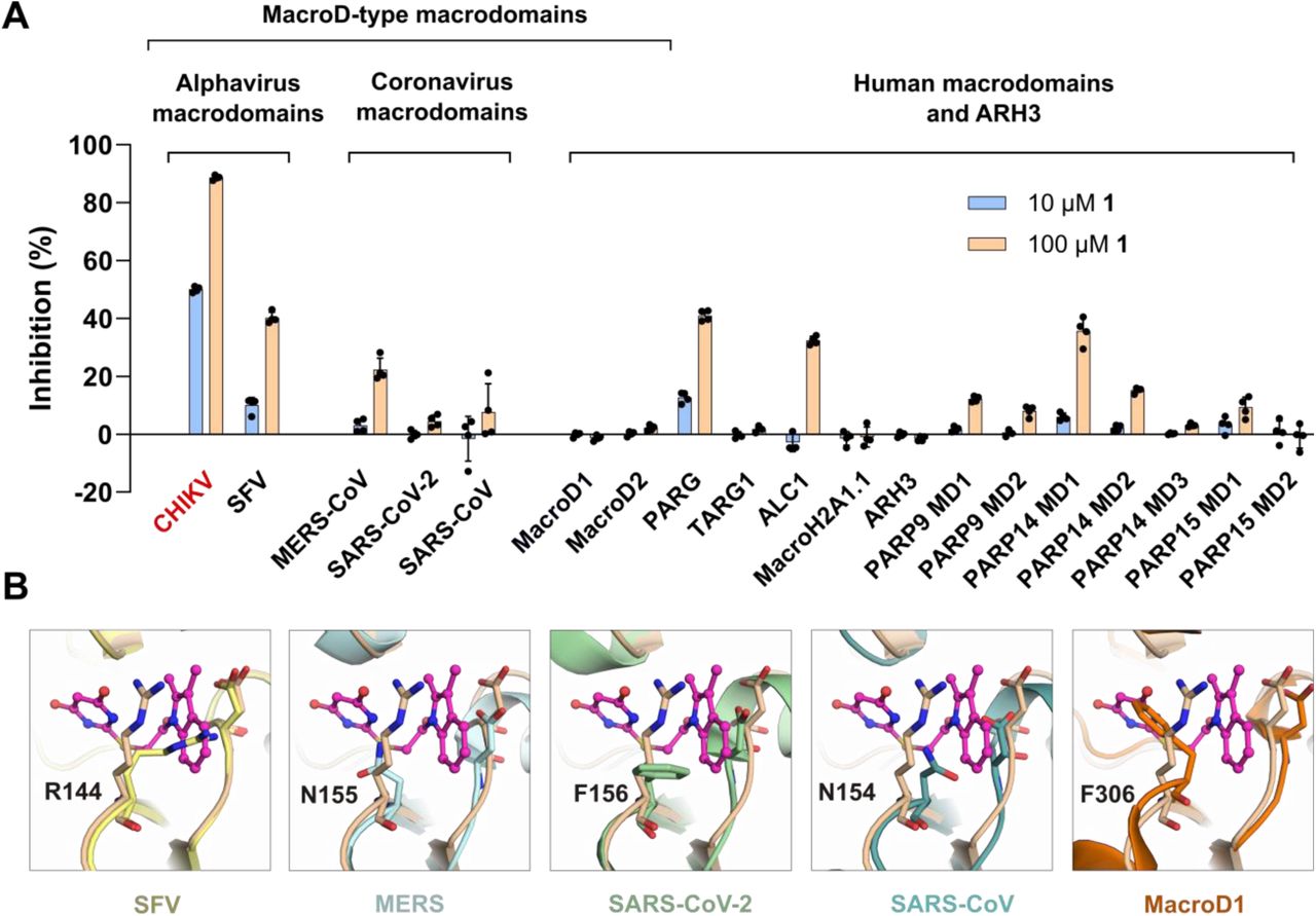 Profiling panel of 1 against viral macrodomains and human macrodomains (MD). The inhibition activity was measured using FRET-based assays as described earlier [53]. Data are presented as the mean ± standard deviation from four replicates. The individual data points are shown. The crystal structures of the MERS macrodomain (PDB: 5HOL) [62], SARS-CoV-2 Mac1 (PDB: 8TV7) [23], human MacroD1 (PDB: 2X47) [63] and alphafold predicted models of SFV macrodomain and SARS-CoV Mac1 are superimposed to the structure of the CHIKV macrodomain:1 complex (PDB: 9TDQ). The CHIKV macrodomain is presented as sand cartoon and compound 1 is presented in the magenta stick-and-ball model.