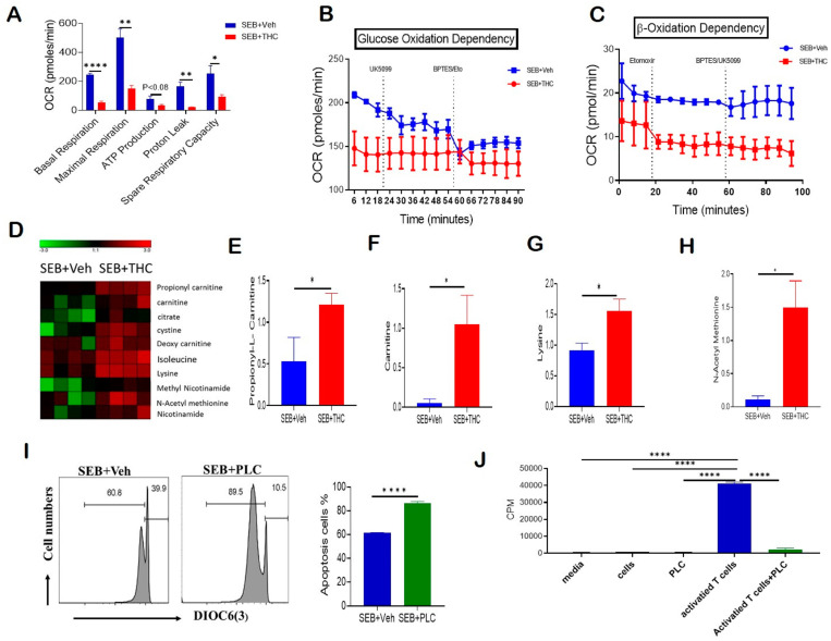 THC treatment decreases T cell activation and alters metabolism to induce apoptosis. Spleen cells were cultured with SEB+THC or SEB+Veh for 72 h, followed by the purification of CD3+ T cells, as described in Methods. (A): OCR in cells during the mitochondrial stress test. (B): OCR in the glucose oxidation dependency test. (C): OCR in the β-oxidation dependency test. (D): Heat map showing dysregulated apoptosis-related metabolites from metabolome analysis of serum (n = 4). (E–H): Concentrations of metabolites in serum from SEB+Veh and SEB+THC mice. (I): DiOC6(3) staining of splenocytes from C3H/HeJ mice activated with SEB (1 μg/mL) in the presence of either vehicle or PLC 200 μM for 72 h. (J): T cell proliferation measured by 3-H thymidine incorporation assay in splenocytes from C3H/HeJ mice activated with SEB (1 µg/mL) in the presence of either vehicle or PLC 200 µm for 72 h. (CPM, counts per minute). Statistical significances are depicted as * p < 0.05, ** p < 0.01, and **** p < 0.0001 between the groups.