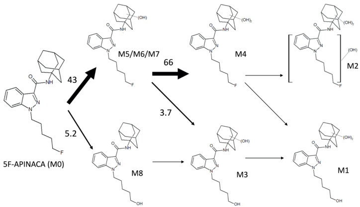 5F-APINACA metabolic flux through competing and intersecting pathways. We estimated 5F-APINACA metabolic flux through primary and secondary metabolic steps using catalytic efficiencies (Vmax/Km, pmol/min/mg protein/μM product) for intrinsic clearance (Clint) with data in Table 2 and biasing selection for higher affinity activities due to typical exposures to low 5F-APINACA levels in abusers [12]. M3 originates from either M8 or M5/M6/M7; however, levels of the latter metabolites vastly exceeded those of M8, making the observed kinetics more likely due to conversion of M5/M6/M7 to M3 as shown. Downstream tertiary metabolites M1 and M2 were observed but lacked kinetics, and thus their relative significance was not measurable. Taken together, the magnitude of the values reflects the preference for 5F-APINACA to proceed through indicated metabolic steps.