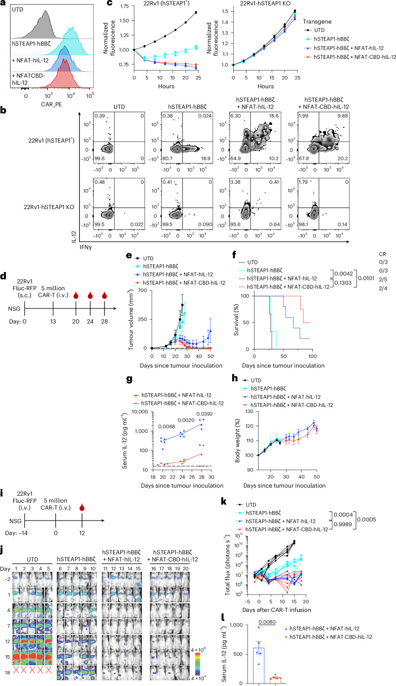 Primary human CBD-IL-12 CAR-T cells efficiently treat 22Rv1 human prostate cancer xenograft and reduce systemic IL-12.a, CAR expression on expanded primary human T cells was detected on the same day of the functional assays by flow cytometry (representative histograms from 2 biological replicates). b, Cytokine production upon overnight co-culture with target cells was detected with intracellular flow staining (representative zebra plots from 3 technical replicates). c, In vitro killing activity of human CD8 T cells transduced with indicated transgenes against hSTEAP1-positive or negative human prostate cancer target cells. Values from 3 technical replicate (dots) and mean values (lines) are shown. d–h, d, Experimental timeline. Male NSG mice received subcutaneous injection of 22Rv1-Fluc-RFP (2 × 106) on day 0; 5 million CAR+ T cells were intravenously administered on day 13 followed by blood sampling on days 20, 24 and 28 (UTD, hSTEAP1-hBBζ, n = 3 mice; hSTEAP1-hBBζ + NFAT-hIL-12, n = 5; hSTEAP1-hBBζ + NFAT-CBD-hIL-12, n = 4). e, Average tumour volumes (mean ± s.e.m.). f, Survival rates. A complete responder previously treated with hSTEAP1-hBBζ + NFAT-hIL-12 was culled on day 78 due to GVHD-like symptoms. g, Serum IL-12 concentrations were quantified by ELISA (mean). The dotted line shows the detection limit (15.6 pg ml−1). h, Body weight changes normalized to body weights on day 0 (mean ± s.e.m.). i–l, i, Experimental timeline. Male NSG mice received intravenous injection of 22Rv1-Fluc-RFP (1 × 106) on day −14; 5 million CAR+ T cells (at a CD4:CD8 ratio of 1:1) were intravenously administered on day 0 (n = 5 mice for all groups). j, Serial bioluminescence imaging of NSG mice engrafted with 22Rv1-Fluc-RFP metastases. Radiance scale is shown. k, Quantification of total flux images over time. l, Serum IL-12 concentration on day 12 (mean ± s.e.m.). Statistical analyses were performed using log-rank (Mantel–Cox) test (f), two-tailed Welch’s t-test (g,l) or one-way ANOVA with Tukey’s test (on day 18) (k). P values are shown in figures.Source data
