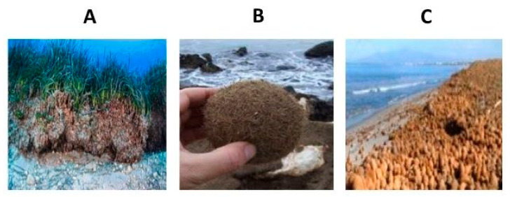 Posidonia oceanica rhizomes and stems (A) from which ball shaped dry materials called egagropili (B) origin and accumulate along the costal beach (C).