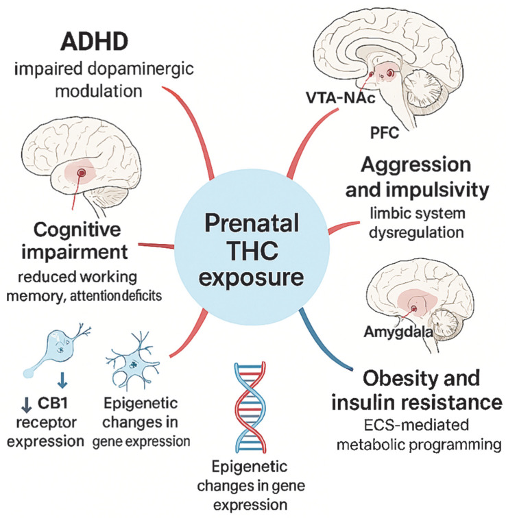Long-term neurobehavioral and metabolic consequences of prenatal THC exposure. Prenatal exposure to THC affects central nervous system development through altered dopaminergic modulation, limbic system dysregulation, and metabolic programming. Affected brain structures include the prefrontal cortex (PFC), hippocampus, amygdala, and mesolimbic dopaminergic pathway (VTA–NAc). Molecular mechanisms include CB1 receptor downregulation and epigenetic changes in gene expression, leading to increased risk of ADHD, cognitive impairment, aggression, and metabolic disorders such as obesity and insulin resistance. ↓—decrease.