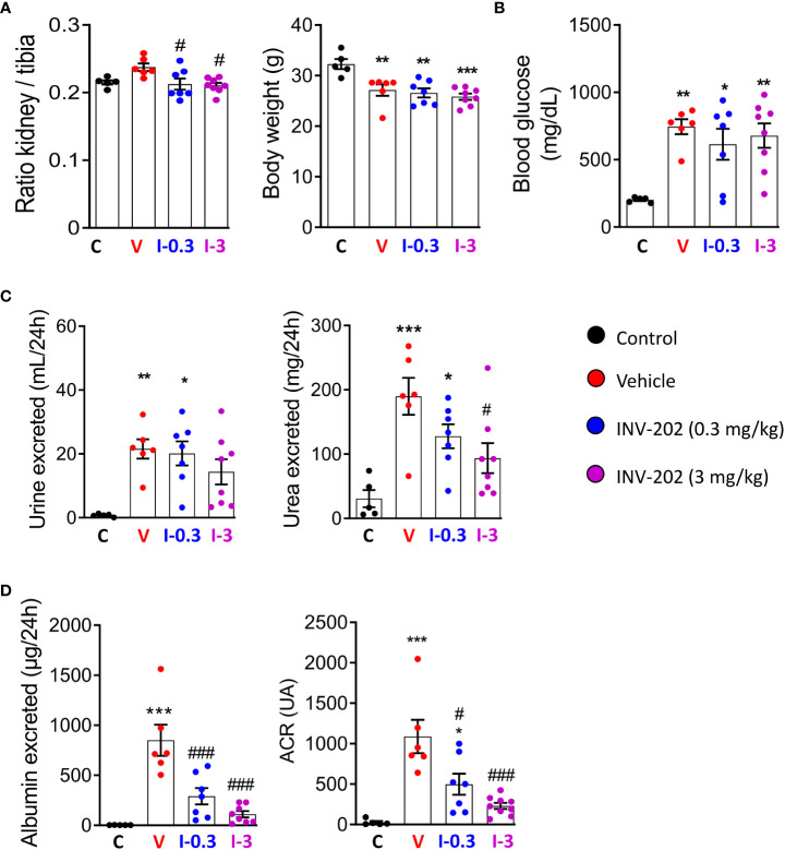 INV-202 treatment effects on different parameters associated with diabetic nephropathy. (A) Relative kidney mass and body weight following treatment. (B) Glycemia following treatment. (C) Polyuria and urinary urea following treatment. (D) Albumin excretion and urinary ACR following treatment. Statistical significance versus nondiabetic control: *p < 0.05; **p < 0.01; ***p < 0.001; versus vehicle: #p < 0.05; ###p < 0.001. ACR, albumin to creatinine ratio. C: non-diabetic control mice, V: Vehicle-treated diabetic mice, I-0.3: INV-202-treated diabetic mice (0.3 mg/kg), I-3: INV-202-treated diabetic mice (3 mg/kg).