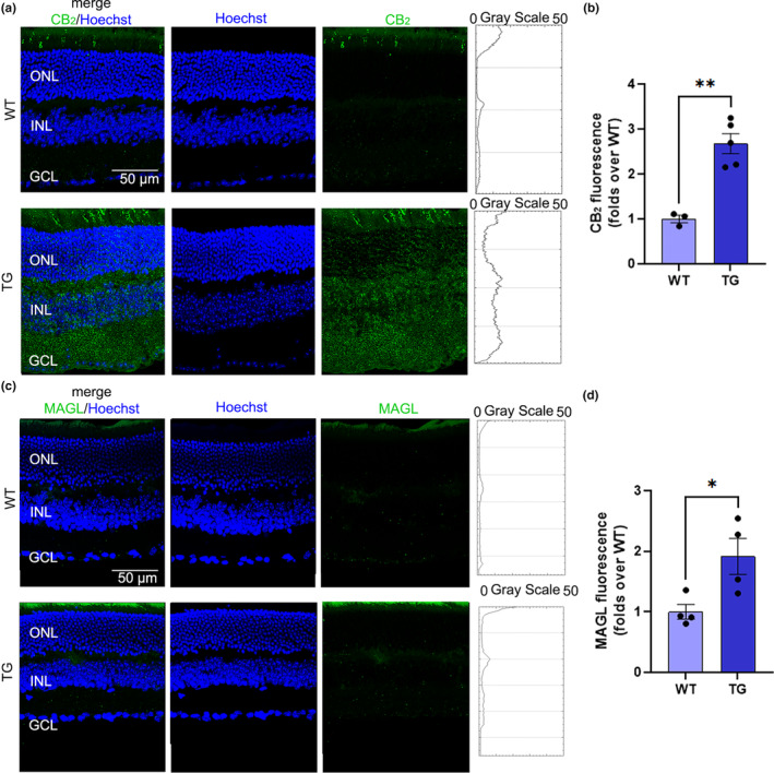 CB2 and MAGL immunostaining. (a) Confocal images of cryosections immunolabeled for CB2 (green) from WT and TG retinas with relative plot profile graphs showing fluorescence intensity through the retinal layers. (b) Quantification of CB2 fluorescence intensity. (c) Confocal images of cryosections immunolabeled for MAGL (green) from WT and TG retinas with relative plot profile graphs showing fluorescence intensity through the retinal layers. (d) Quantification of MAGL fluorescence intensity. Scale bar: 50 μm. Data are shown as mean ± SEM (n = 3–5). The black dots indicate individual samples. Details of the statistics are reported in Table S1. For abbreviations see the abbreviations list.