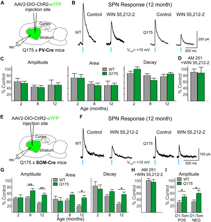 Reduced effect on GABA responses in Q175 SPNs by the cannabinoid type 1 (CB1) receptor agonist WIN 55,212-2 was observed when activating SOM- but not PV-expressing interneurons. (A) Schematic of AAV injection/recording site and mouse line used for the data shown in (B–D). (B) Sample traces of optically-evoked, PV-expressing interneuron-induced GABA responses in WT and Q175 SPNs before (Control) and at the end of 20 min incubation with WIN 55,212-2 (3 μM). (C) Summary of the effects of CB1 activation in WT, presymptomatic Q175 (2 months) and symptomatic Q175 (8 and 12 months) SPNs. Average response properties (amplitude, area and decay time) are reported as a percentage of the Control response. (D) The effects of co-application of WIN-55,212-2 and the CB1 antagonist AM 251 (3 μM, 20 min) on GABA responses in WT and Q175 SPNs (2 months) following pre-incubation with AM 251. (E) Schematic of AAV injection/recording site and mouse line used for the data shown in (F–I). (F) Sample traces of activation of SOM-expressing interneuron-induced GABA responses in WT and Q175 SPNs before (Control) and at the end of a 20 min incubation with WIN 55,212-2 (3 μM). (G) Summary of the effects of CB1 receptor activation on WT and Q175 SPNs from 2-, 8- and 12-month-old mice. (H) The effects of co-application of WIN-55,212-2 and AM 251 (3 μM) on GABA responses in WT and Q175 SPNs (8 months) following pre-incubation with AM 251. (I) The effects of presynaptic CB1 receptor activation by WIN 55,212-2 on GABA response amplitudes in SPNs from 12-month-old WT and symptomatic Q175 D1-Tom POS and D1-Tom NEG SPNs. Significant differences were determined using two-way ANOVAs and appropriate post hoc analyses, where *p < 0.05 and **p < 0.01.