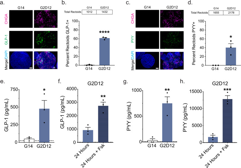 Hormone production and secretion in rectoids.a Representative immunofluorescence staining of glucagon-like peptide-1 (GLP-1, green) and CHGA (magenta) in rectoids treated with G14 and G2D12. DNA (4′,6-diamidino-2-phenylindole (DAPI), blue). Scale bar = 50 µm. b Percentage of rectoids with GLP-1 staining in G14 and G2D12. Average results are from three different rectoid lines or passages. ****p < 0.0001. c Representative immunofluorescence staining of peptide YY (PYY, green) and CHGA (magenta) in rectoids treated with G14 and G2D12. DNA (DAPI, blue). Scale bar = 50 µm. d Percentage of rectoids with PYY staining in G14 and G2D12. Average results are from three different rectoid lines or passages. *p = 0.0118. e GLP-1 ELISA of conditioned media from the last two days of differentiation of rectoids grown in G14 and G2D12. Representative experiment showing n = 3 wells from each condition from a single rectoid line. *p = 0.0229. f GLP-1 ELISA of G2D12 conditioned media collected after 24 h on day 13 (solid bar) and after 24 hours with forskolin (Fsk) on day 14 (striped bar). Representative experiment showing n = 3 wells from each condition from a single rectoid line. **p = 0.0061. g PYY ELISA of conditioned media from the last two days of differentiation of rectoids grown in G14 and G2D12. Representative experiment showing n = 3 wells from each condition from a single rectoid line. **p = 0.0056. h PYY ELISA of G2D12 conditioned media collected after 24 h on day 13 (solid bar) and after 24 hours with forskolin (Fsk) on day 14 (striped bar). Representative experiment showing n = 3 wells from each condition from a single rectoid line. ***p = 0.0006. Bars show mean ± SEM; two-tailed unpaired t test (b, d, e, f, g, h). Dotted line at 25 pg/mL represents the lower limit of detection for the GLP-1 ELISA (e, f). Dotted line at 7.3 pg/mL represents the lower limit of detection for the PYY ELISA (g, h). Each experiment repeated with at least three different rectoid lines. Tables above graphs show the total number of rectoids examined per condition. Source data are provided as a Source Data file.