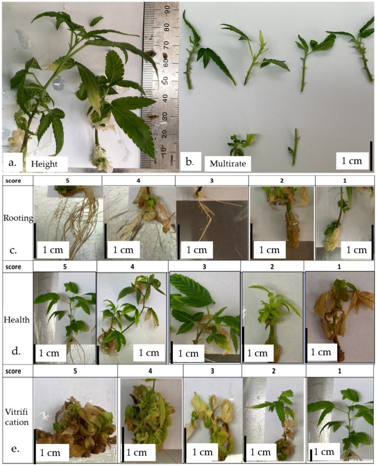 The traits measured in the multiplication trials (MT0-2). (a) plant height (cm), (b) multiplication rate (count), (c) plant rooting (score 5–1 based on the density of the roots from most densely rooted to no rooting), (d) plant health (score from 5 to 1, ranging from best to worst), and (e) vitrification (scored from 5 to 1, ranging from highly vitrified to no vitrification).