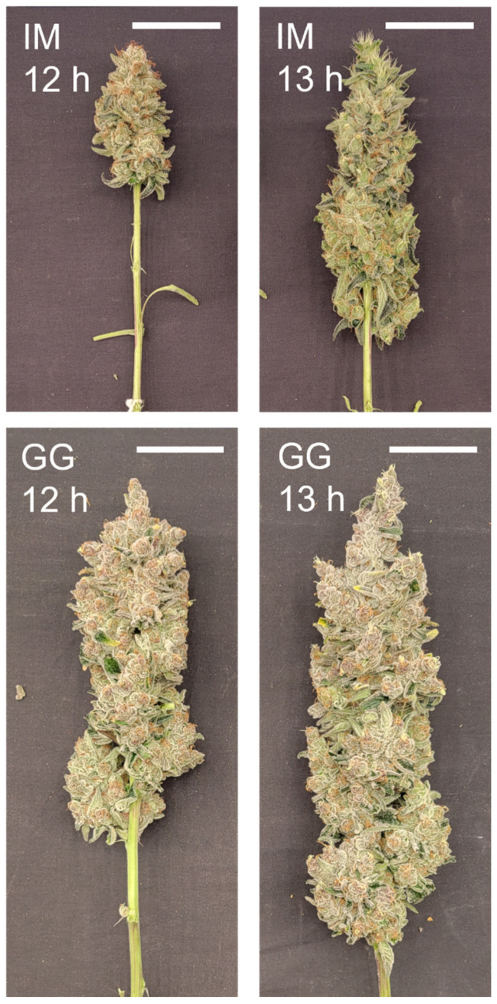 Images of the apical inflorescence of the primary shoot of representative plants at harvest of C. sativa ‘Incredible Milk’ (IM) plants on day 58 and of ‘Gorilla Glue’ (GG) on day 72 after the start of the photoperiod treatments. The white scale bars in each image are 5 cm.