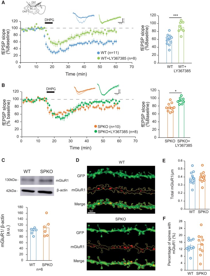 mGluR1 activity is necessary for mGluR-LTD in SPKO mice. A) (Left) Time course of normalized fEPSP in WT (n = 11 slices, N = 9 mice) and WT + LY367385 (n = 8 slices, N = 5 mice). A diagram showing the positions of stimulating and recording electrodes at the Sc-CA1 area is included at the top. (Right) Quantification of average mGluR-LTD in the last 10 min of the recording. Mean ± SEM: WT = 59.1% ± 4.8, WT + LY367385 = 90.5% ± 5.7, P < 0.001 (Mann–Whitney test). B) (Left) Time course of normalized fEPSP in SPKO (n = 10 slices, N = 7 mice) and SPKO + LY367385 (n = 8 slices, N = 4 mice). (Right) Quantification of average mGluR-LTD in the last 10 min of the recording. Mean ± SEM: SPKO = 76.5% ± 4.4, SPKO + LY367385 = 93.4% ± 3.7, P < 0.05 (Mann–Whitney test). C) Immunoblot of total mGluR1 protein from hippocampi of WT (n = 6) and SPKO (n = 6) mice. Mean ± SEM: WT = 100.0% ± 4.4, SPKO = 110.6% ± 12.0, P > 0.05 (two-tailed unpaired t test). D) Representative image of green fluorescent protein (GFP)-labeled CA1 pyramidal neuron tertiary dendrites immunostained with mGluR1 antibody in WT (n = 10) and SPKO (n = 10) acute hippocampal slices. Scale bar = 2 μm. E) Quantification of mGluR1 puncta density in WT and SPKO tertiary dendrites. Mean ± SEM: WT = 0.39 ± 0.03, SPKO = 0.40 ± 0.02, P > 0.05 (two-tailed unpaired t test). F) Quantification of the percentage of dendritic spines containing mGluR1 puncta in WT and SPKO tertiary dendrites. Mean ± SEM: WT = 14.0% ± 1.1, SPKO = 14.9% ± 2.0, P > 0.05 (two-tailed unpaired t test).