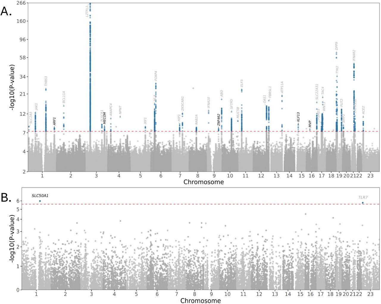 Manhattan plot of multi-study GWAS and gene-based rare variant aggregate testing (RVAT) meta-analyses. (A) GWAS results: Variants that are genome-wide significant at P < 5 × 10−8 (red dashed line) and within ±1Mbp of lead variants are highlighted with blue. Annotations indicate nearest gene to lead variant of each signal and text is coloured grey when previously reported and black when novel. Genome wide significant signals without support from the severe vs. mild GWAS (P < 5 × 10−2 and consistent effect direction) are neither highlighted nor annotated. (B) RVAT results: Genes that are gene-wide significant at Bonferroni corrected threshold P < 2.58 × 10−6 (red dashed line) are highlighted with blue. Annotations indicate gene and are coloured grey when previously reported and black when novel. ACAT-O gene-based P-values for mild lof mask are shown.