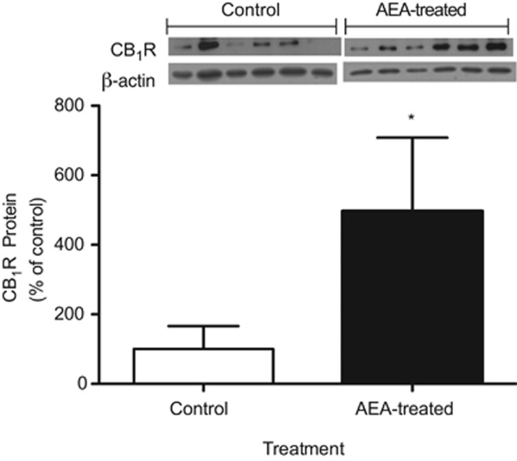 Western blot analysis of relative levels of CB1R in epididymal fat of AEA-treated and control mice at 21 days. For densitometric quantification purposes, β-actin was used as a loading control. Results are expressed as percentage relative to the CB1R expression in control mice. *P<0.05 (Mann–Whitney U-test; mean±s.e.m.; n=6).