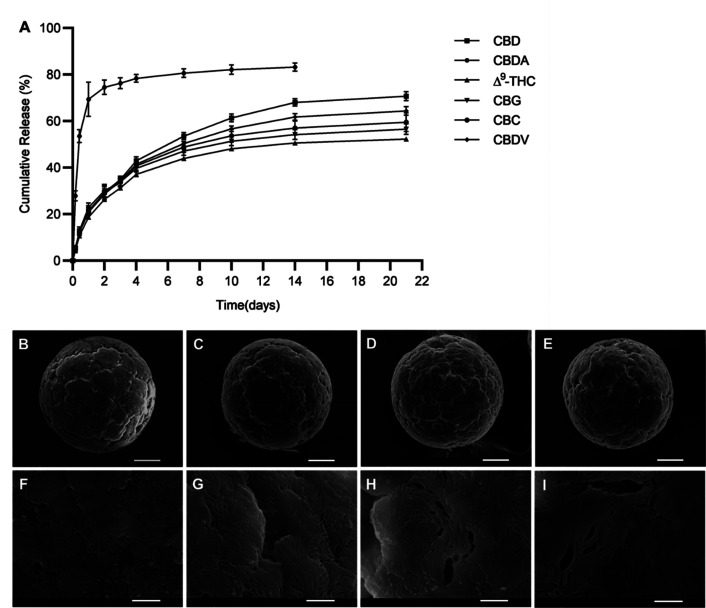 In vitro release study. (A) Phytocannabinoids in vitro release profiles from PCL microdepots loaded with 30 wt % Cannabis extract (mean ± SD, n = 3). (B–I) SEM micrographs depicting the surface morphology of Cannabis extract microdepots (B) before and following (C) 7, (D) 14, and (E) 21 days of the in vitro release study. Scale bar: 50 μm. (F–I) Corresponding magnified micrographs of (B–E). Scale bar: 5 μm.