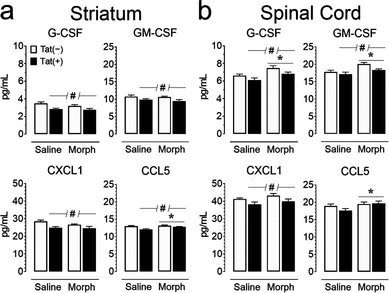 Chemokine levels (pg/mL) are altered by Tat exposure or morphine in the striatum (a) and spinal cord (b) of Tat transgenic mice. Concentrations of chemokines were assessed using a Bio-Plex cytokine array. G-CSF, GM-CSF, and CXCL1 showed significant Tat-induced reductions in both regions, while CCL5 was only reduced in striatum (#p < 0.05). Morphine treatment increased G-CSF and GM-CSF concentrations within the spinal cord, and CCL5 concentrations in both regions. All data are expressed as mean pg/mL ± SEM. Samples were normalized to 900 μg/mL (striatum) or 500 μg/mL (spinal cord) via BCA. Statistical significance was assessed by ANOVA followed by Tukey’s post hoc test; *p < 0.05 main effect of drug; #p < 0.05 main effect of genotype. Morph short-term (8-day) morphine injections. n = 5–6 mice per group